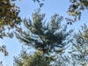 (Close-up) After the trunk breaks, multiple terminal buds emerge. They grow into heavy upward branches and can become parallel trunks. Those outgrowths will never be trustworthy. Imagine a heavy lead basket balancing atop a pole, affixed with duct tape.