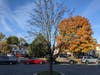 [UPDATE: Tree removed ca. 11-15-21.] Another Bradford pear on Grosbeak Terr. has been standing, dead, for about two years. Says one resident. "When is this tree going to drop a branch on my car? My view will be beautiful if this eyesore is ever removed."