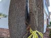 White pine trees are famous for compacting bark (between multiple trunks as they grow, on the same tree) as we see here. Weakly attached trunks grow heavy, break off. I used to walk by these trees and never really noticed them. Now... I notice them.