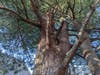 We wrote about this apparently hazardous tree on April 12, 2021. And before that, the homeowner appealed to the HOA. Does the HOA have plans to remove THIS huge white pine tree, with a SPLIT TRUNK? Please show us a map of trees slated for removal. 