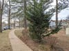 5. The HOA planted a small evergreen close to the sidewalk about a decade ago. Now the branches gets hacked every year–to keep the sidewalk open. When HOAs neglect to seek the advice of a licensed arborist, all sorts of mistakes get made, as time reveals.