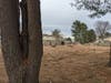 4. Many huge pines were felled (stumps in background), but an unhealthy split-trunk tree remains next to the sidewalk. And why didn't the HOA fell the trees adjacent to houses on Bobwhite? Those are the residents' top concern. Are there plans? Priorities?