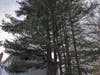 3. The HOA could have felled these HOA-owned split-trunk pine trees while it had the crew and heavy equipment nearby. The family has asked the HOA to remove these trees. Photos #2 & 3, show HOA-owned trees next to homes owned by ethnic-minority residents.