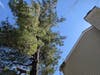 Same house on Barn Swallow. Same HOA-owned tree. Date February 25, 2022. This unstable tree broke in the past (next photo) and will again. Enormous weight, above the roof, increases each year. The HOA trimmed a few branches from it in 2021. Bandaid. 