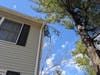 Same house on Barn Swallow. Same HOA-owned tree, 2/25/2022. Notice the branches that fell on the corner of the roof, snagged by the gutter. (Insurance covers the HOA's own liability. But is that a reason for negligence?)
