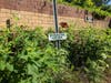 Monarchs visited the milkweeds that sprang up wild, after neighbors suppressed thorny,  invasive plants so that native Maryland pollinators could thrive. Monarch caterpillars (perhaps an endangered species) have one source of food: the milkweed plant. 