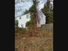 For years, the trees on this plot had been covered with vines that shaded and finally killed several. Then the tree rots and breaks, weighed down by honeysuckle and trumpet creeper. The Weed Warrior program trains volunteers re identification and removal.