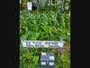 Beans climb the corn stalk. Squash leaves shade out weeds. Nitrogen-fixing nodules on the bean's roots fertilize the soil. Pre-Columbian peoples planted this synergistic system, the Three Sisters, which provides humans a "complete protein" without meat. 