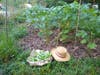 Ella planted six varieties of okra, which was our most successful crop in 2021, providing several harvests as each plant grew taller and taller. Mulch made from leaves of the school's oak trees kept down the weeds in this plot. 