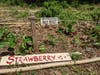 Christina planted strawberries in 2021. They bore their first fruit in the spring of 2022 and sent runners in all directions. Strawberries growing on Strawberry Knoll. Children on the sidewalk could lean over and discover the berries under green leaves.