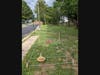 Compare this scene (at Strawberry Knoll) and the previous one (at St. Michaels). A student in a wheelchair could reach a raised bed (indicated by string) near the sidewalk (per ADA code), then reach over and pick a tomato. There's space for 10 beds.