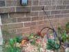 (C) Loose cable wire protruding from the Quail Valley Community Center.  The HOA fines homeowners for the very same thing, but here it's okey dokey. The scene is the same in April 2023. Photo from October 2020.
