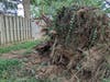 Although the branches appeared healthy, the shallow root system doomed the tree. Plus its enormous weight. 