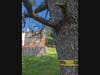 Same tree near Hummingbird Terr., leaning toward townhomes. 