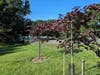 Native redbud trees will never grow too large.  Montgomery County can provide some trees to communities. These are 2 saplings of 10 that QV HOA planted in 2023 with a mini-grant from the Chesapeake Bay Foundation.