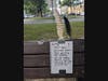 A sign explaining the temporary solution: Duct tape sticky-side up along the backrest of the bench. Can the HOA devise a permanent solution? Read on ... 