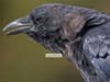 Crows are known to be tricksters in the stories and legends of many cultures. Can we out-trick the trickster in Quail Valley? 