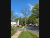 Exhibit A: This dead oak tree is on county land. One broken branch is caught by other branches. Pedestrians below are at risk. Can the county quickly "snag" the tree, simply removing the heavy, dead limbs? 