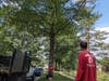 Residents of Quail Valley HOA were relieved to see problematic "legacy trees" taken down in June.  Notice the crew member, upper right, high in the tree. This is complex work. An arborist can evaluate trees and discuss them with residents. 