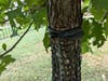 Property management companies and landscape companies care for the grass but are notoriously negligent with trees. Wires and stakes should be removed after 1 year. The deer protector comes off after 3 or 4 years. 