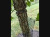 After removing guy wires, the damage to the tree is obvious. This one will recover. We've often seen the problem on school grounds, K-12, but in recent months, MCPS is doing better. A manager must place, on a calendar somewhere, the date of "wires off!"