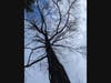 Broken branches, caught mid-fall by other dead branches, wait for the next windy afternoon to break loose and accelerate to the ground. This is the tree on county land. 