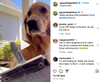 At a popular Instagram site, Teddy, the Golden Retriever has a daily adventure. One day he is elected HOA president. Bow wow! He gets busy and issues fines, one for "toys in front yard." His own toys. Ha! Actual HOA inspections give us reason to paws. 