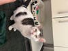 Courtesy of Kitty Connection