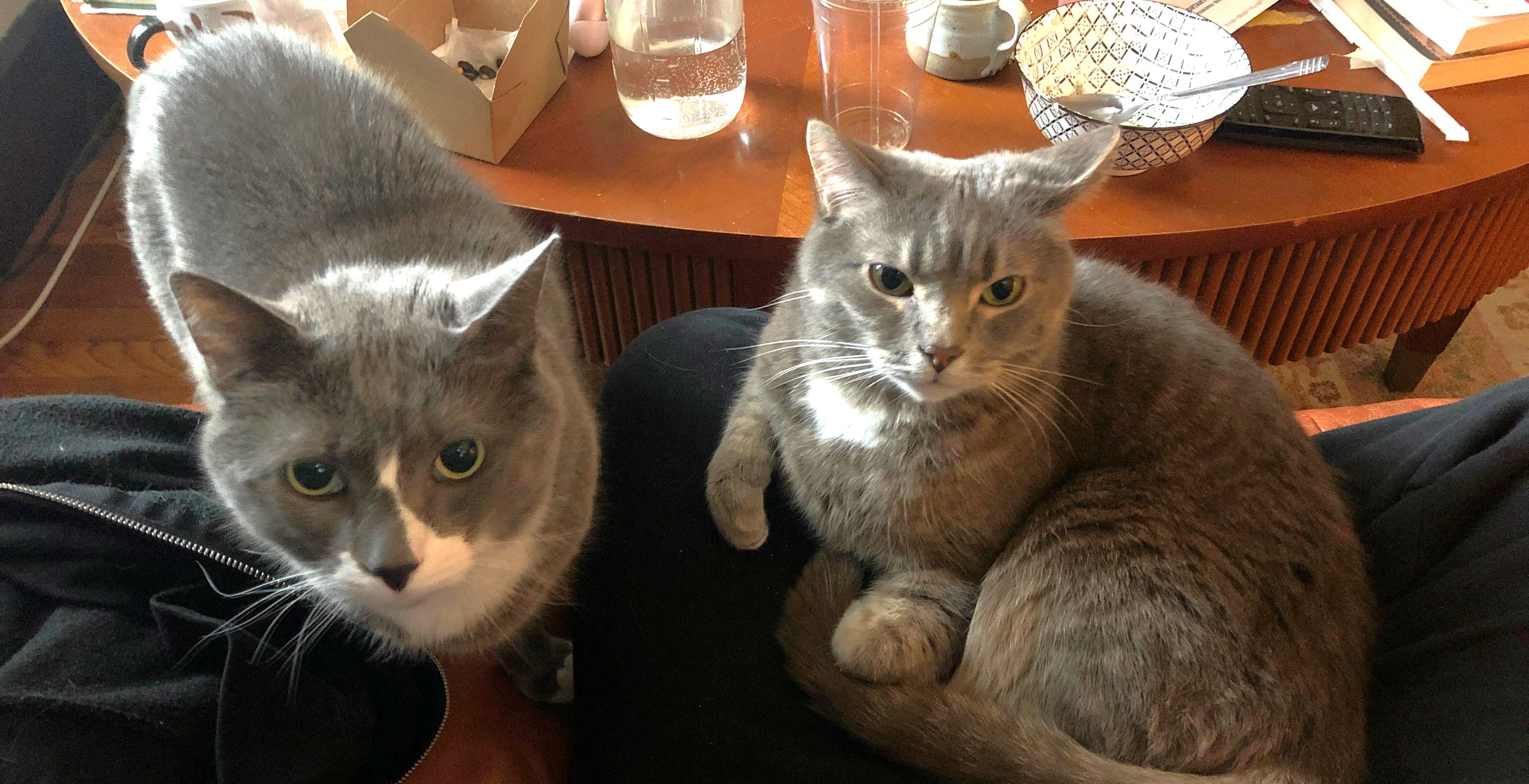 Kitty Connection Holds Online Auction Sept. 11 - 13
