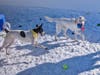 Despite the frozen field conditions, the dogs showed skill and sportsmanship during the Super Puppy Bowl games. 