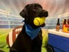 Each pup player had an official Super Puppy Bowl photo taken during the TAILgate celebration.