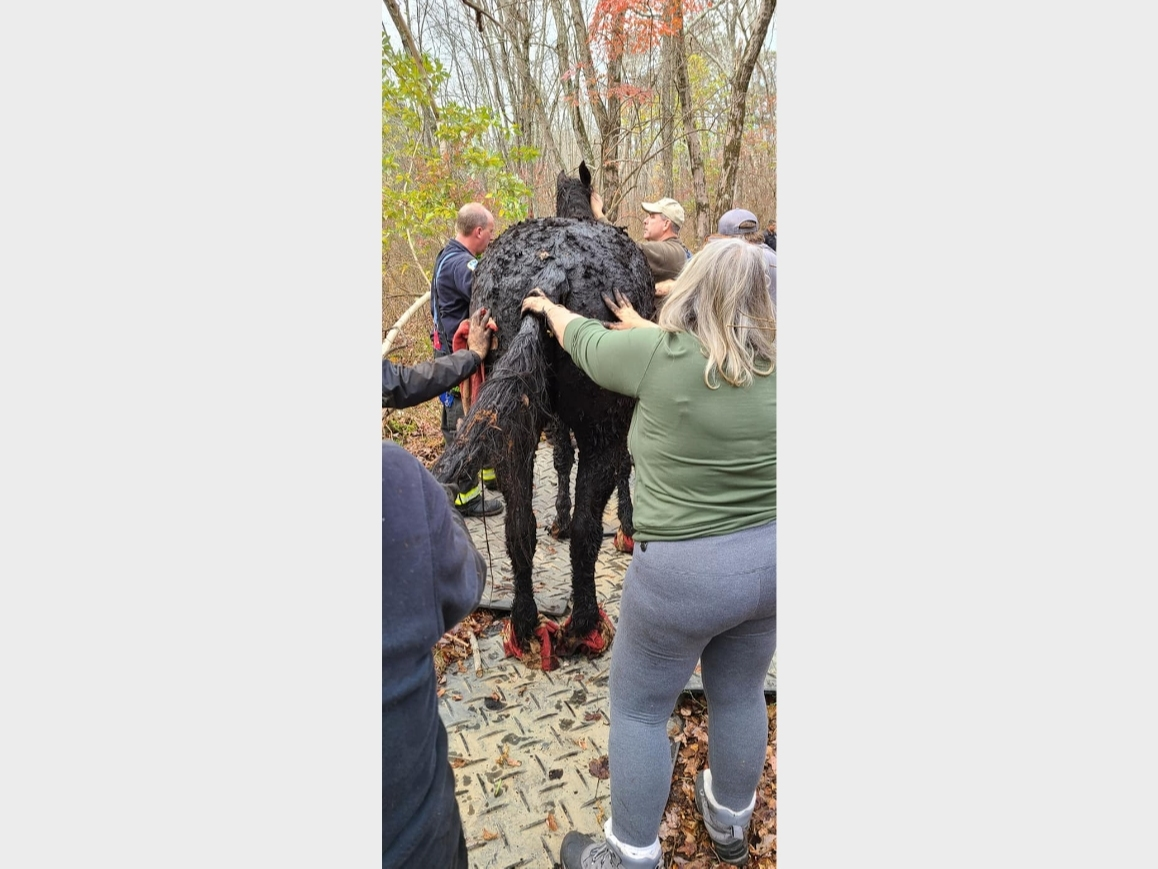 NJ Horse Trapped In Deep Mud Rescued By Firefighters | Freehold, NJ Patch
