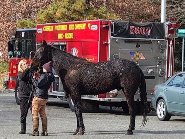 NJ Horse Trapped In Deep Mud Rescued By Firefighters | Freehold, NJ Patch