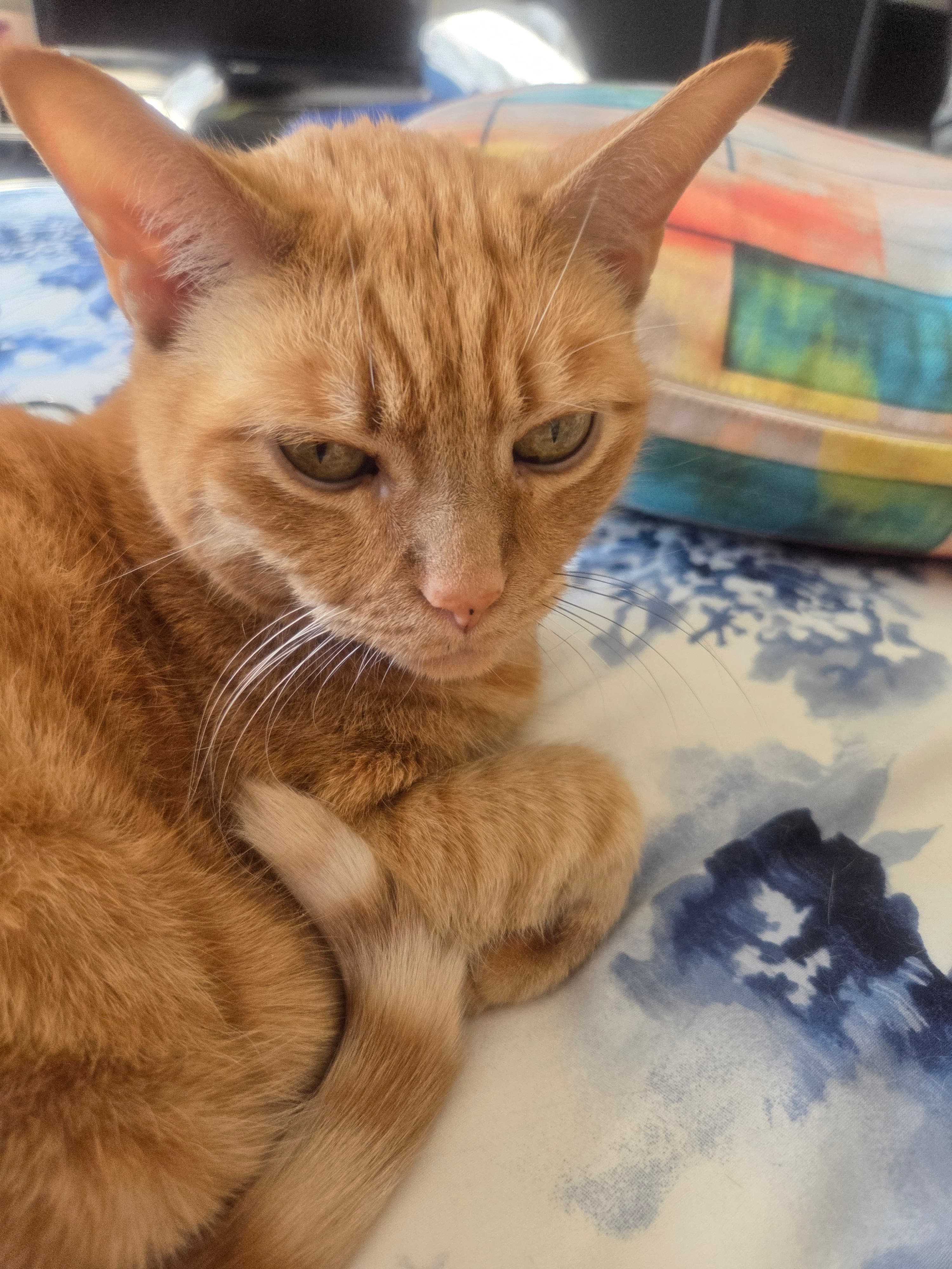 Garfield The Cat ' Available