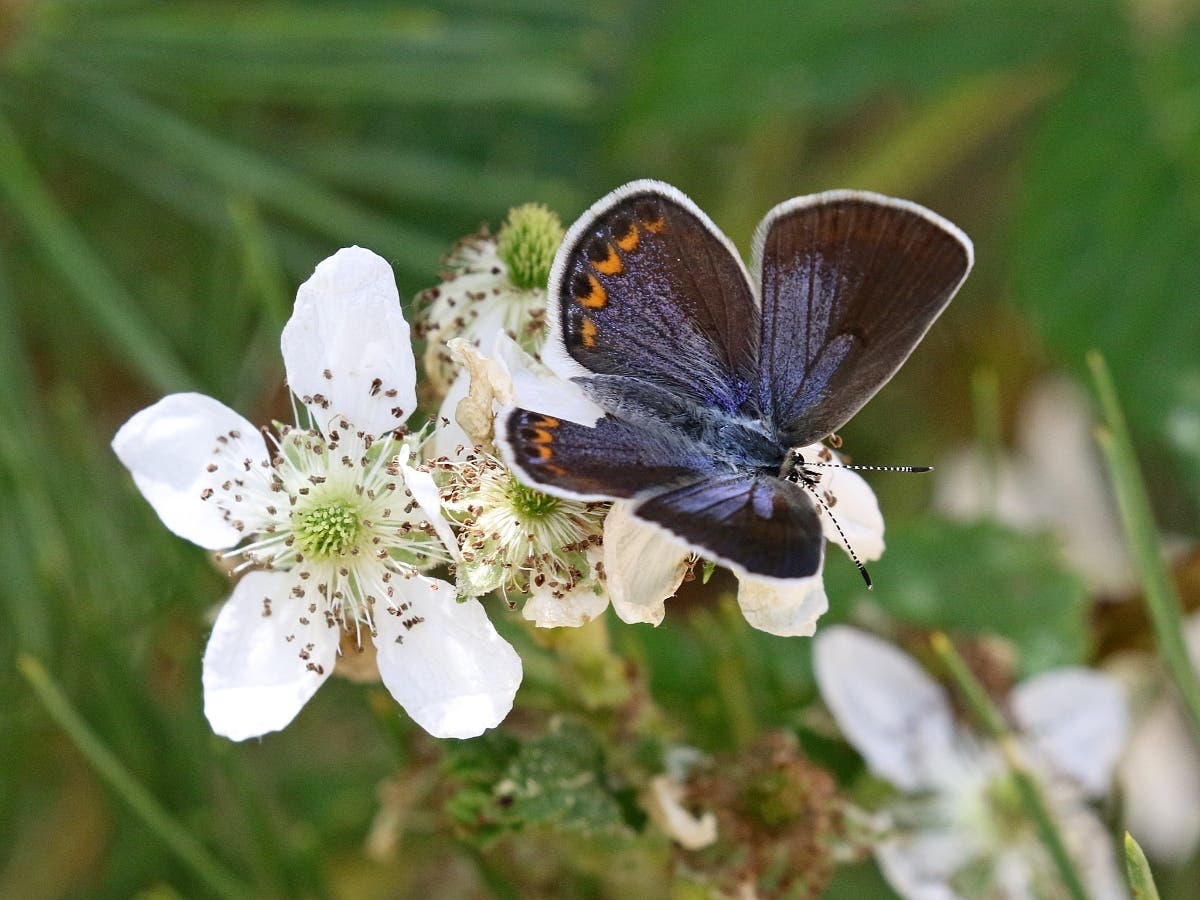 A female Karner blue butterfly, photographed in Concord.