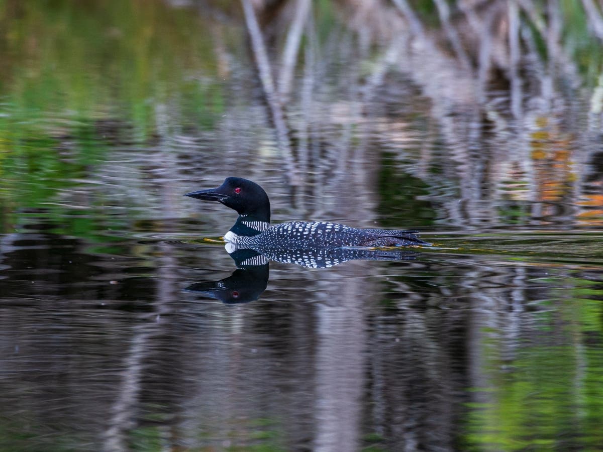 A common loon swims in The Nature Conservancy’s Lime Pond Preserve in Columbia.