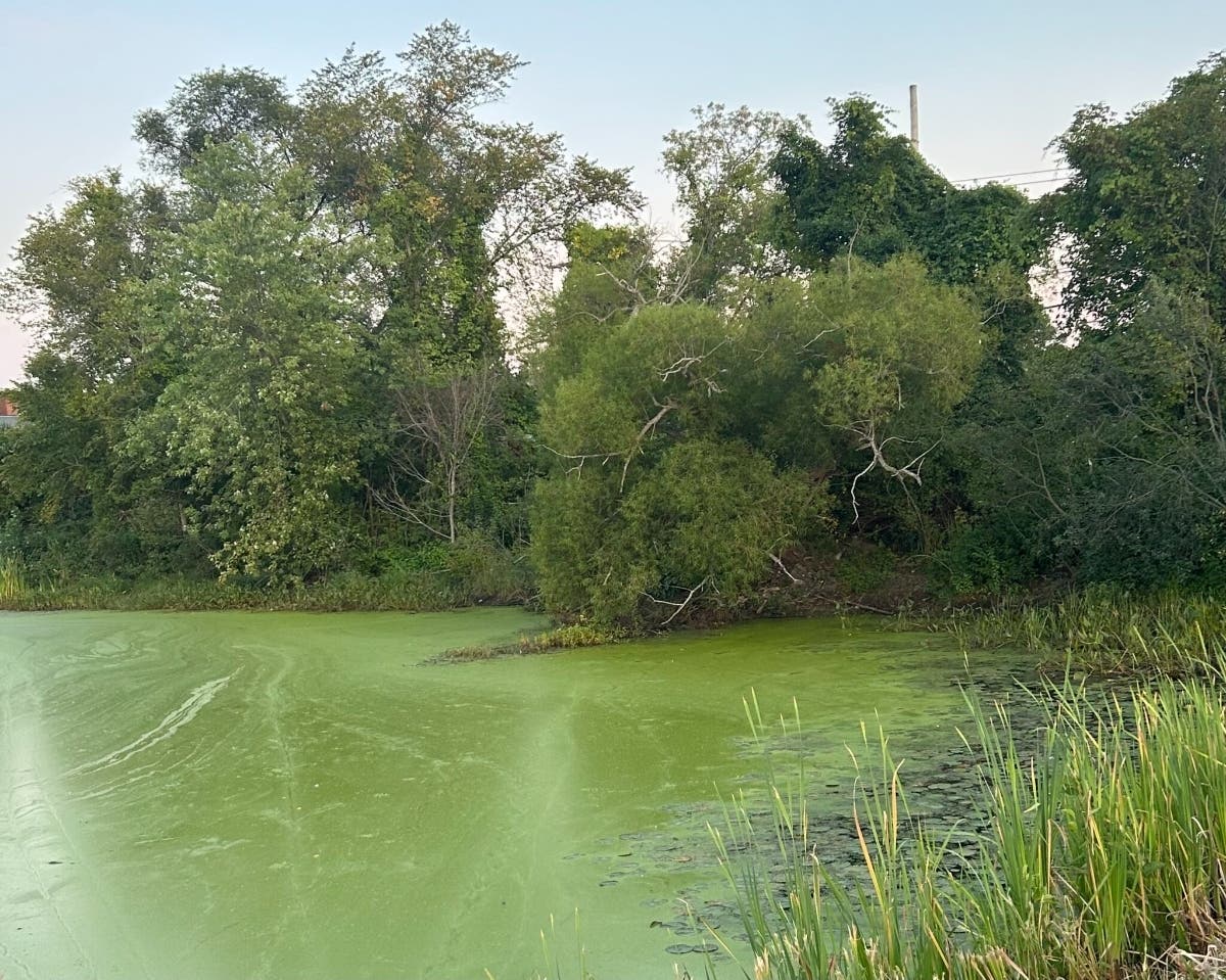 Cyanobacteria and algae flourish in a pond in Concord.