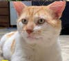 Nacho, a 2-year-old cat, is one of the many up for adoption through Alleykattz. 