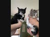 Sage and Clove are 12-week-old kittens, available for adoption through volunteer, non-profit Alleykattz. 