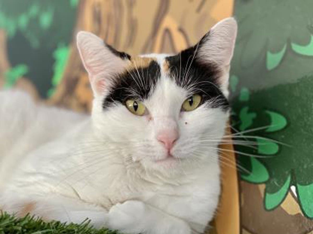 Meet Dumpling, a 3-year-old female, who is shy but playful. 