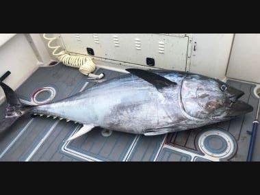 A vessel was stopped in East Rockaway with an oversized bluefin tuna, the DEC said. 