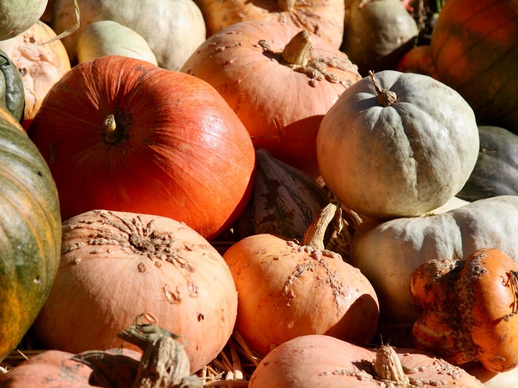 Check out where to pick pumpkins this season near Wantagh and Seaford. 