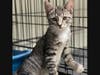 Urkel is one of the cats available for adoption at the Long Beach Humane Society, which faces a serious financial crisis. 