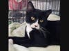 Annie, a tuxedo, is one of the cats up for adoption at the Long Beach Humane Society. 