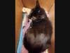 Several cats have been saved, rehabilitated and ready for adoption after a fire destroyed a Hicksville house. 