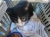 This is one of the cats rescued from a badly damaged home in Hicksville last week. 