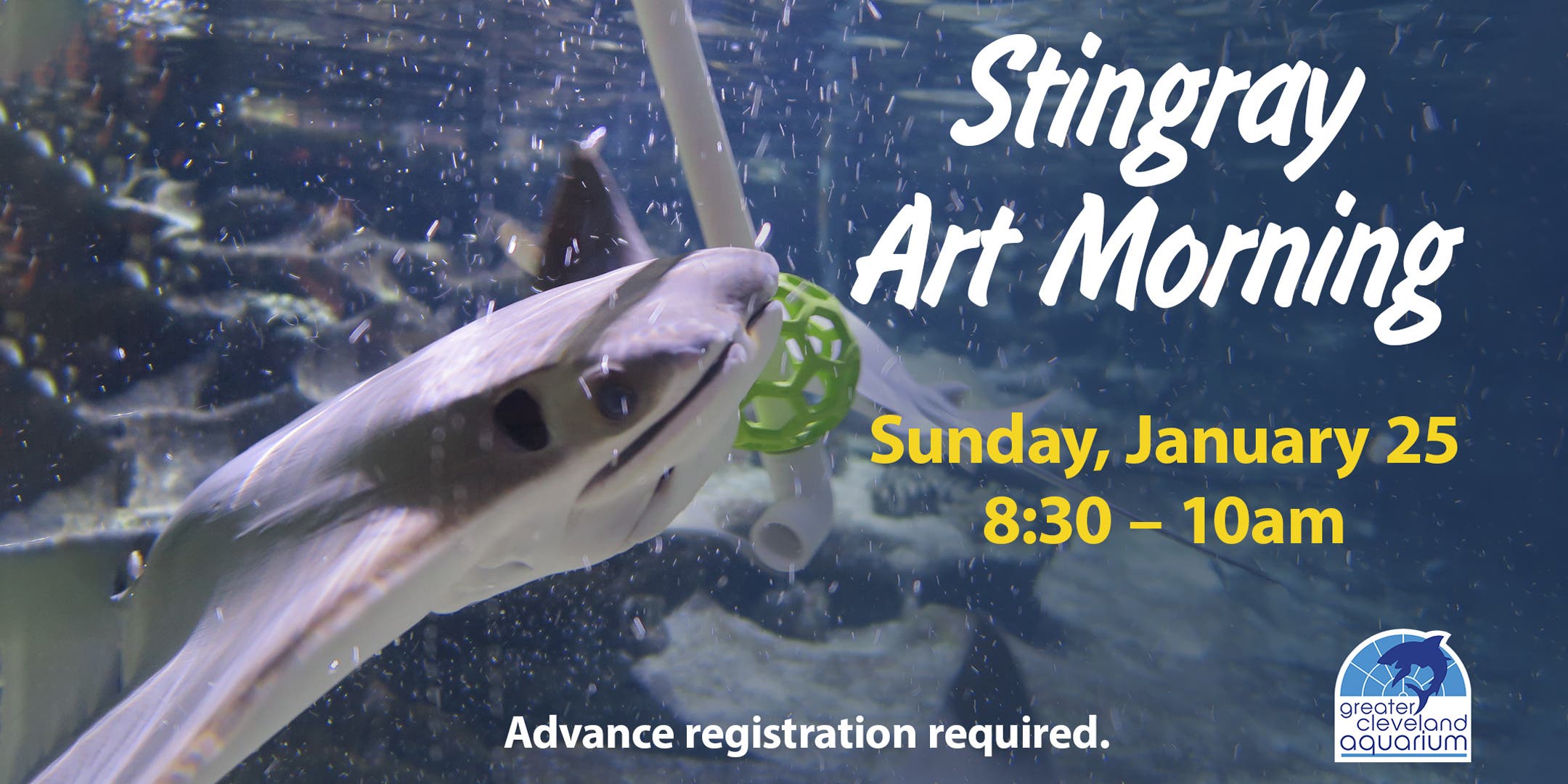 Stingray Art Morning 