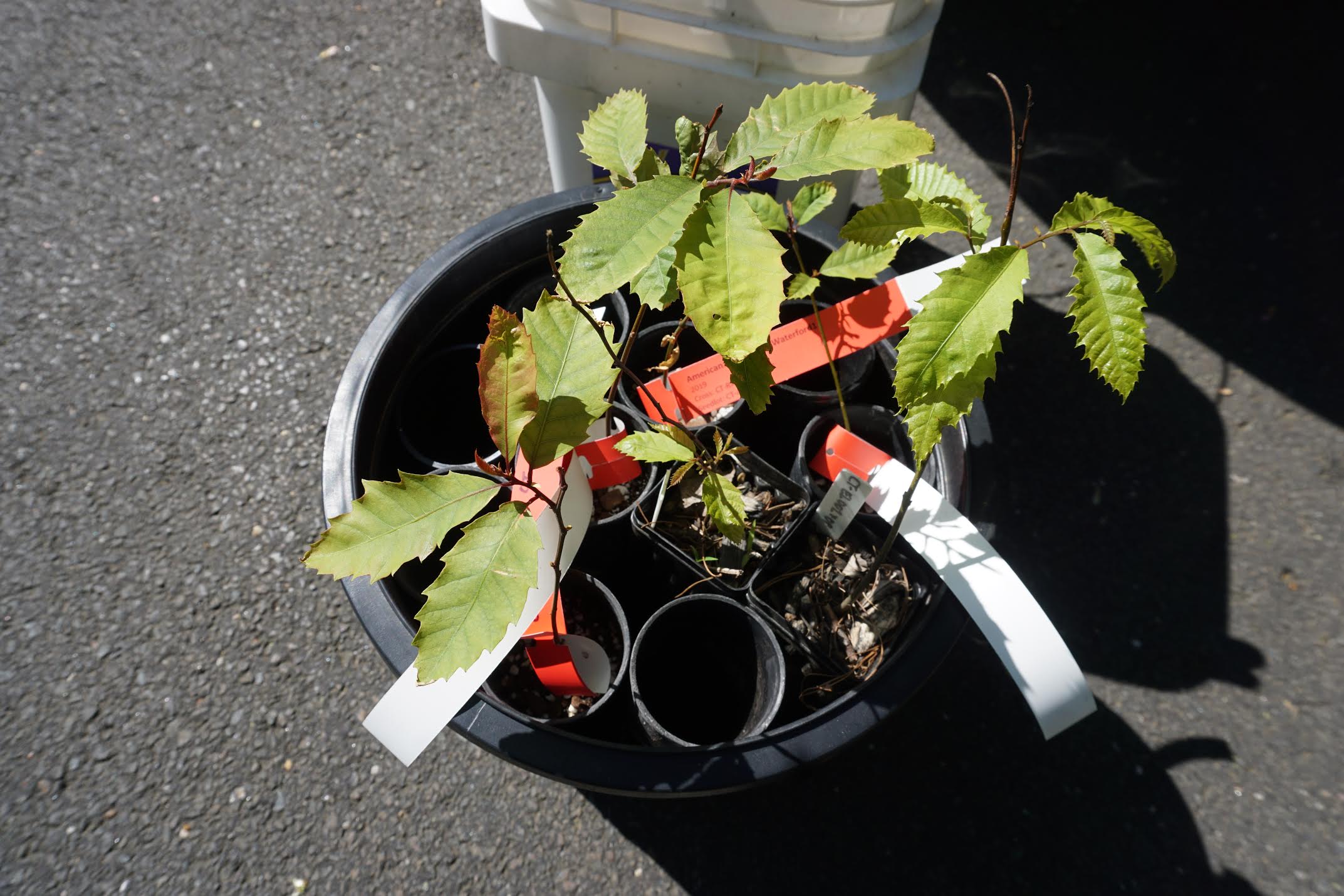 AmericanChestnut