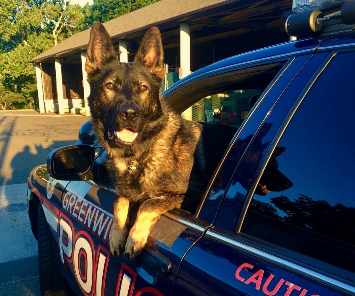 Upon retirement, Kato was adopted by his handler, Officer Keith Scorca.