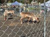 Reindeer at Sam Bridge Nursery and Greenhouses, located at 437 North St. in Greenwich.
